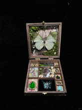 Butterfly specimen gift - Small Box -Style 3